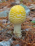 Amanita muscaria f. guessowii image