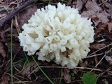 Sebacina sparassoidea image