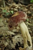 Tylopilus rubrobrunneus image