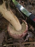 Tylopilus rubrobrunneus image