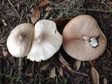 Pluteus petasatus image