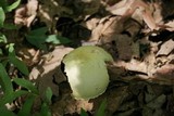 Agaricus auricolor image