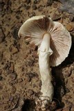 Agaricus auricolor image