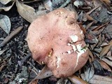 Phylloporus rhodoxanthus image