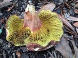 Phylloporus rhodoxanthus image