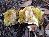 Phylloporus rhodoxanthus image