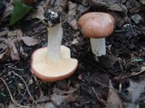 Suillus weaverae image