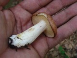 Suillus weaverae image