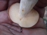 Suillus weaverae image
