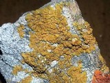 Caloplaca impolita image