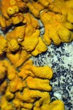 Caloplaca impolita image