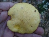 Suillus subaureus image