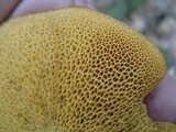 Suillus subaureus image
