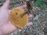 Suillus subaureus image