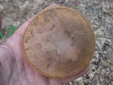 Tylopilus ferrugineus image