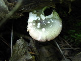 Russula fragilis image