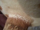 Tylopilus ferrugineus image