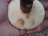 Tylopilus ferrugineus image