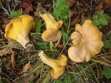 Cantharellus lateritius image