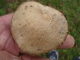 Leccinum snellii image