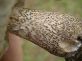 Leccinum snellii image