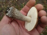 Leccinum snellii image