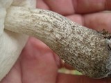 Leccinum snellii image