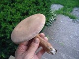 Tylopilus rubrobrunneus image