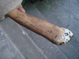 Tylopilus rubrobrunneus image
