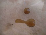 Tylopilus rubrobrunneus image