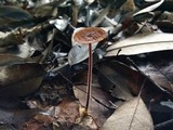 Gymnopus biformis image