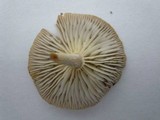 Gymnopus biformis image