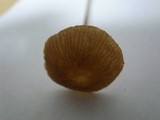Gymnopus biformis image
