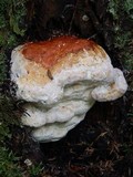 Fomitopsis mounceae image