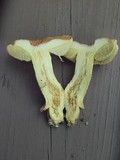 Leccinum subglabripes image