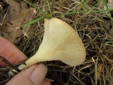 Clitocybe gibba image