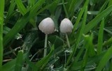 Bolbitius lacteus image