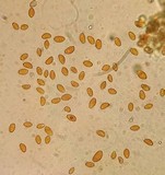 Conocybe apala image