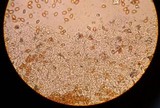 Conocybe apala image