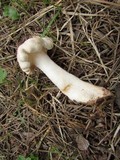 Clitopilus prunulus image