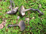 Neohygrocybe subovina image