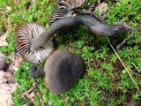 Neohygrocybe subovina image