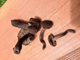 Neohygrocybe subovina image