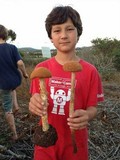 Battarrea phalloides image