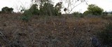 Battarrea phalloides image