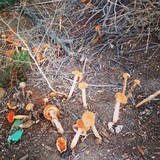 Battarrea phalloides image