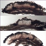 Arthonia cinnabarina image