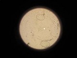 Helvella crispa image