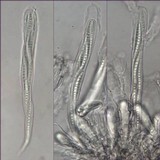 Opegrapha viridis image