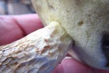 Boletus pallidus image